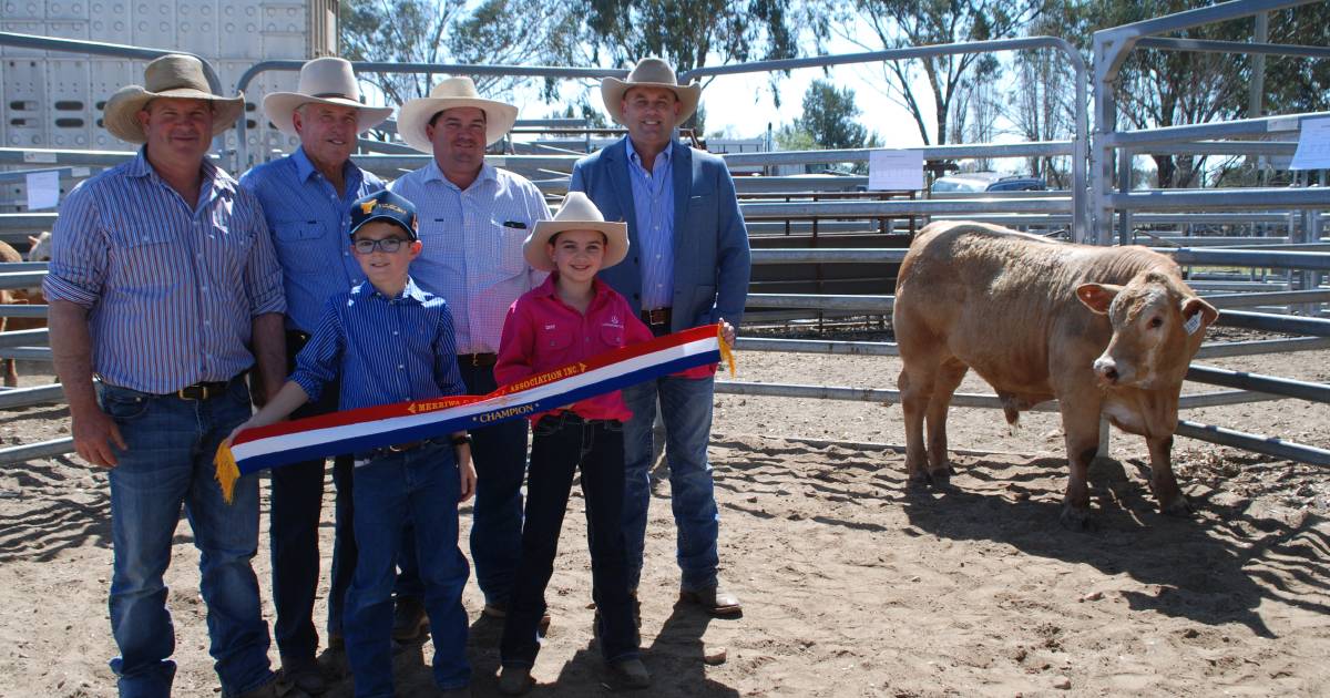 Woolworths Feedlot Trial on the hoof winners announced