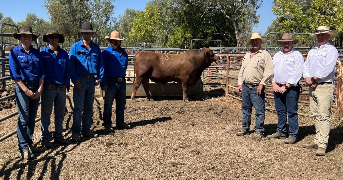 All bulls cleared at Fitzroy Crossing