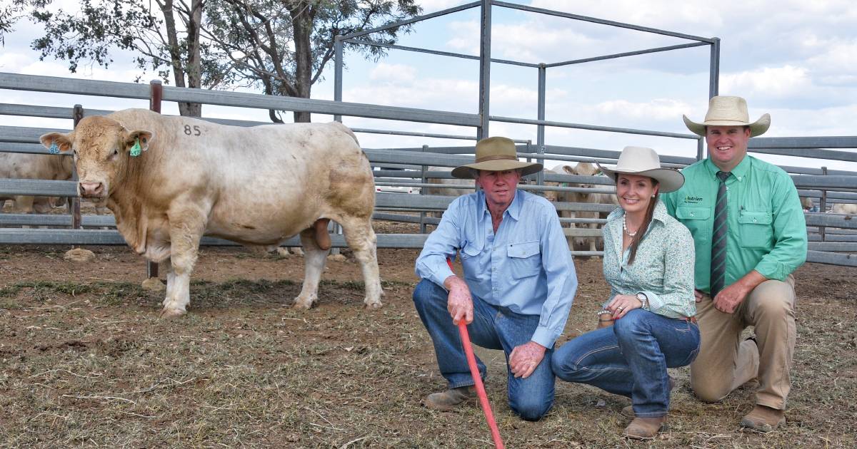 Full clearance for Ayr Charolais at on-property bull sale