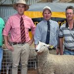 2023 Inaugural Donaldson Family Sale achieves near full clearance | Queensland Country Life