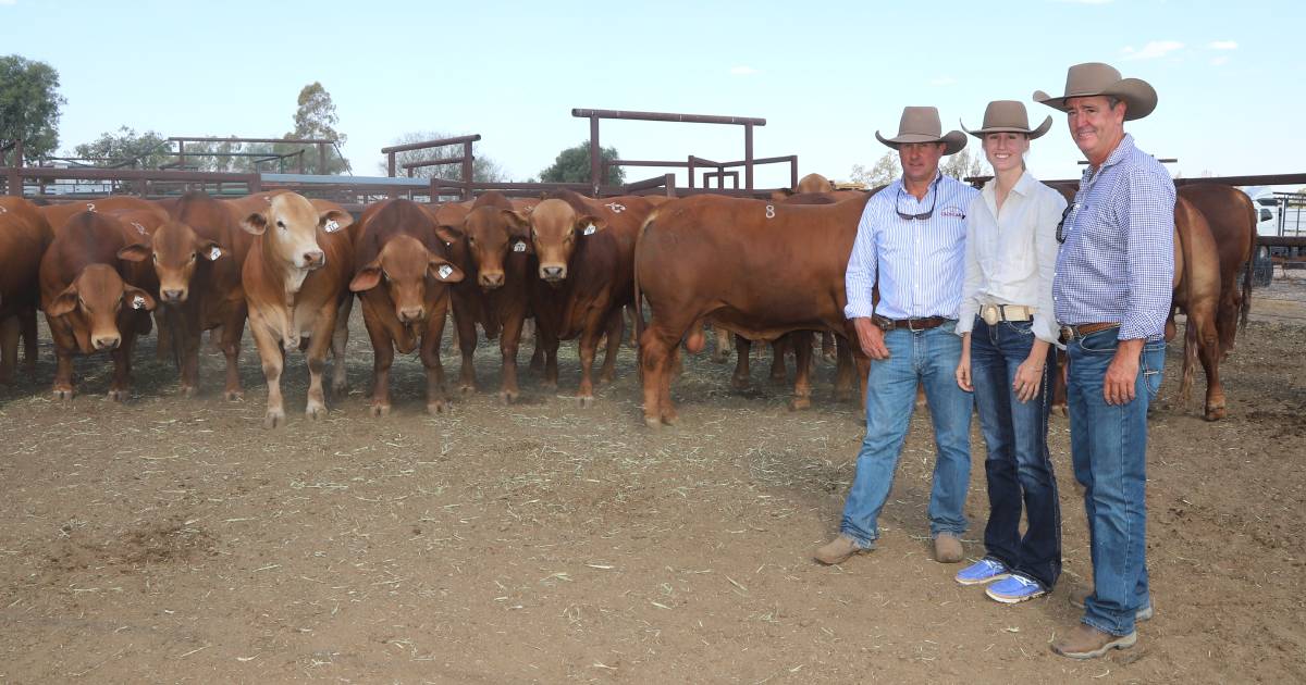 Three Clonlara bulls take top price honours