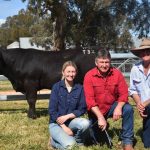 Rolleston bulls find homes locally in CQ