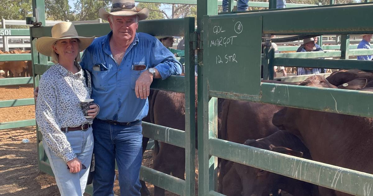 Blackall store and weaner market stays firm