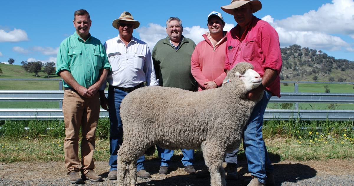 Wool quality sought after at Lach River Merinos