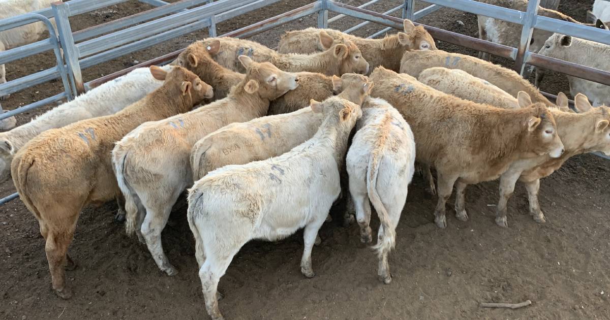 Charolais cross weaner steers to $830/hd at Toogoolawah | Queensland Country Life