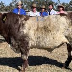 Ascot's top Angus bull heads to Wandoan