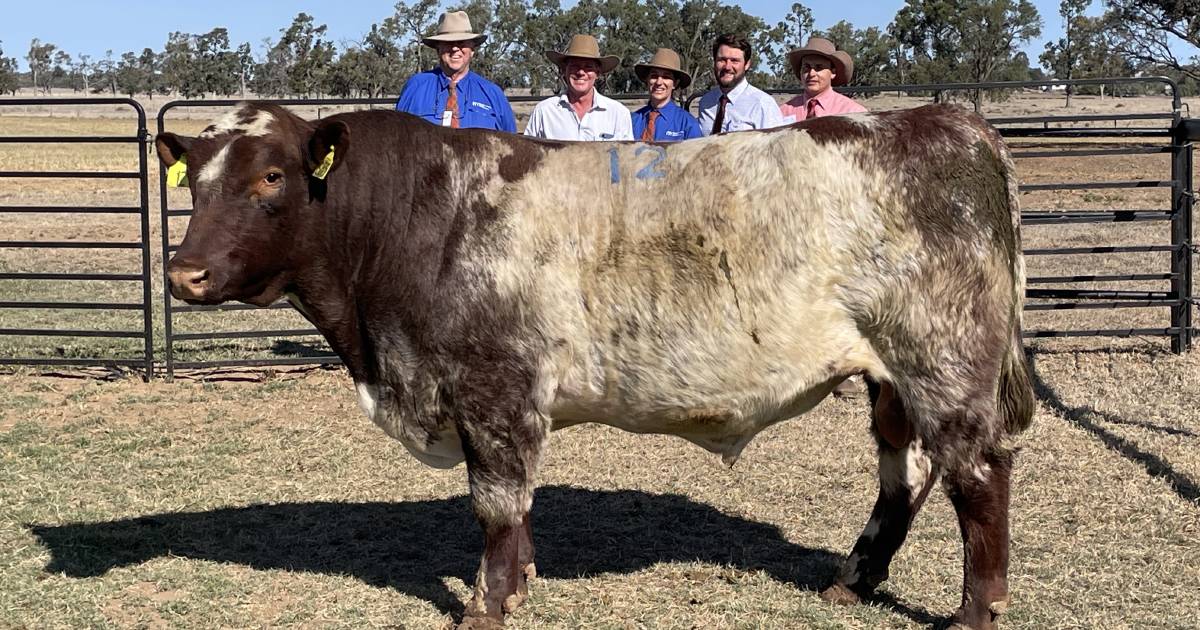 Success for Weebollabolla Shorthorns during 56th annual sale