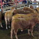 All bases covered at Warwick feedlot