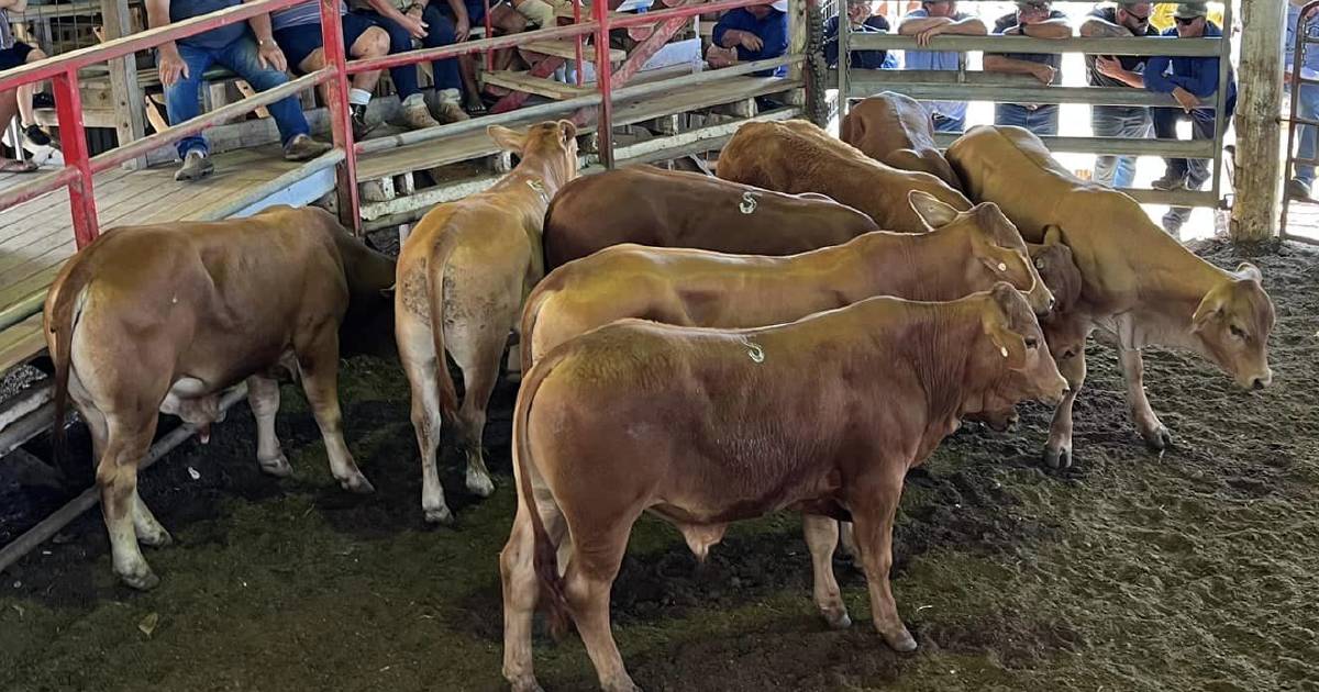 Younger cattle stronger at Laidley