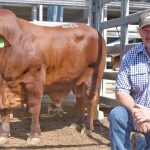 Market for domestic feeder yearlings lifts at Toowoomba