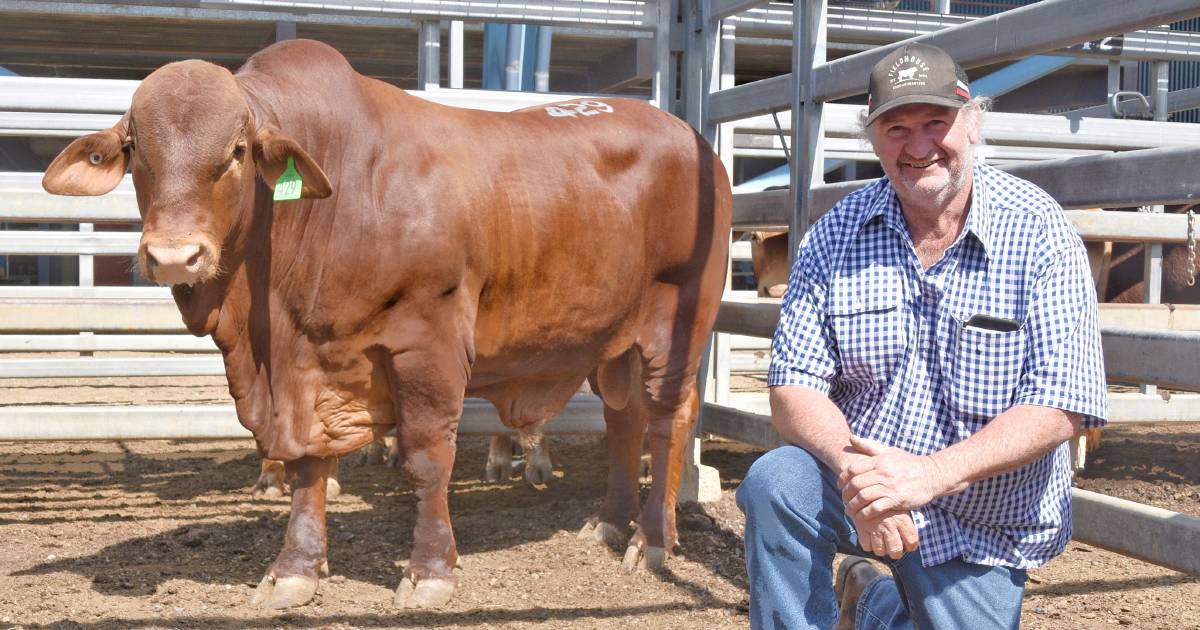 WA Droughtmaster stud breeder’s 9344 km round trip to secure bull at Droughtmaster National Sale | Queensland Country Life