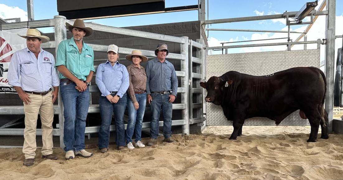 Heartland top price bull bound for Gayndah