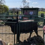 Dalby sale 6 Sep 2023: Yearling steers 10-15c lower