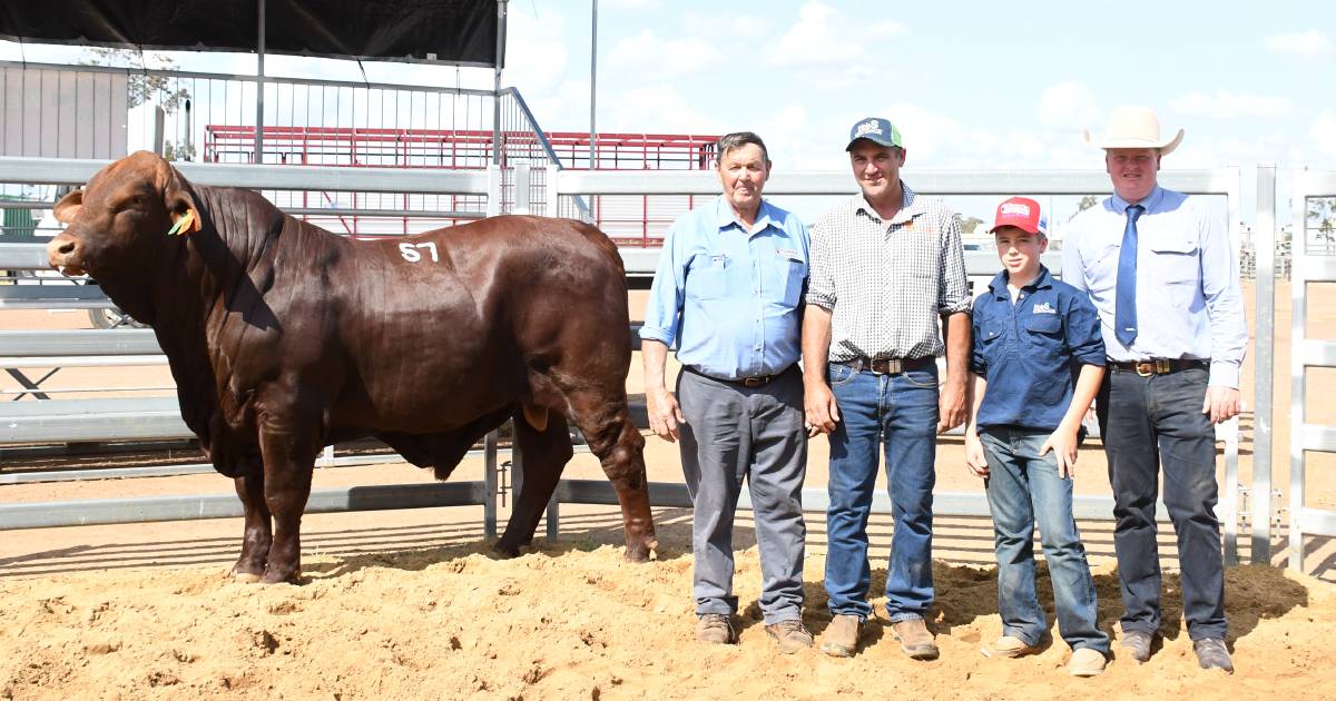 Western Downs Santa bulls clear 72 per cent at auction