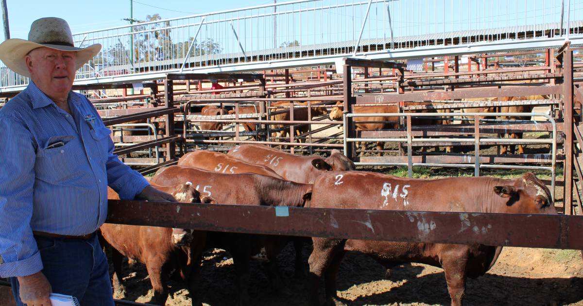 Bullock and steer market kicked back strongly at the 12th annual George and Fuhrmann’s bullock and steer show | Queensland Country Life