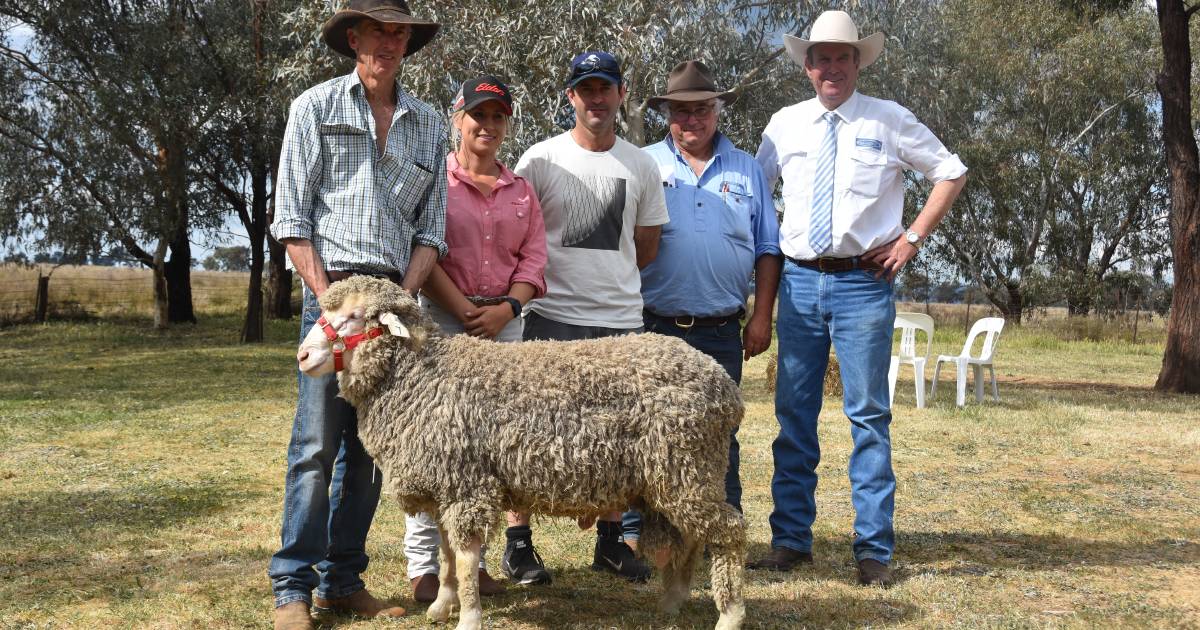 Wool density and staple length top of agenda at Richmond Merinos | The Land