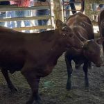 Droughtmaster Next Gen auction funds three upcoming beef industry leaders