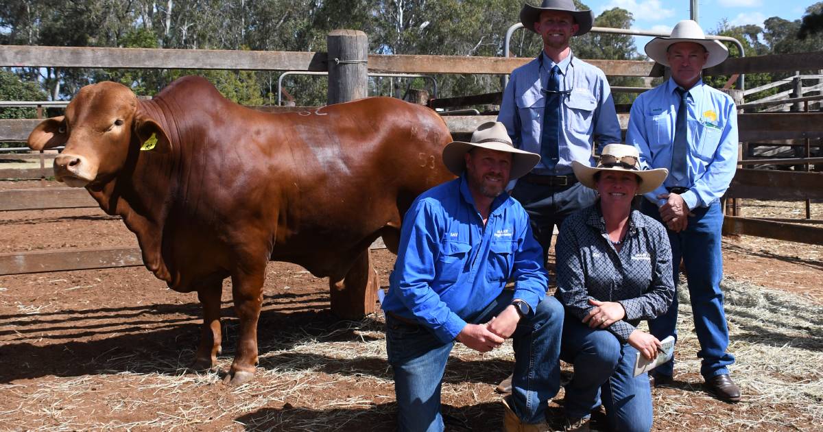 Bunya Droughtmaster bull sale breaks record