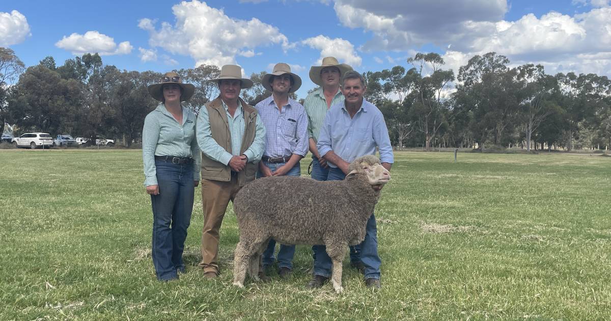 Poll Merino ram at Pooginook to $7500 | The Land