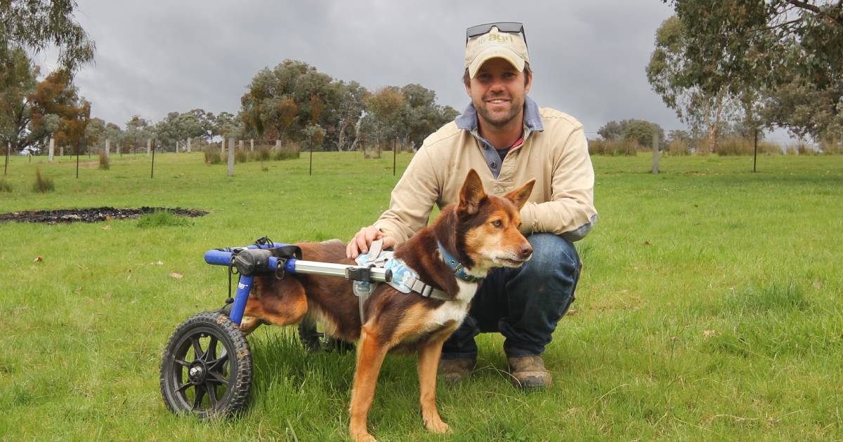 Watch this dog muster sheep in a wheelchair after an accident left her paralysed