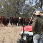 Young stud breeder Stephanie Laycock joins Droughtmaster National as first time vendor