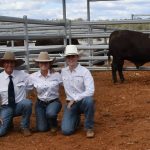 Lewisdale Poll Merino sale in Wickepin has good results | Farm Weekly