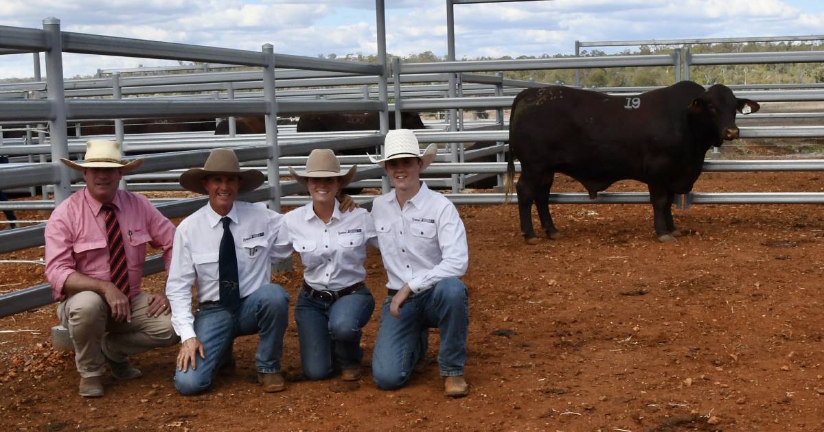 Greenup Eidsvold Station bulls bound for Cloncurry to NSW | Queensland Country Life