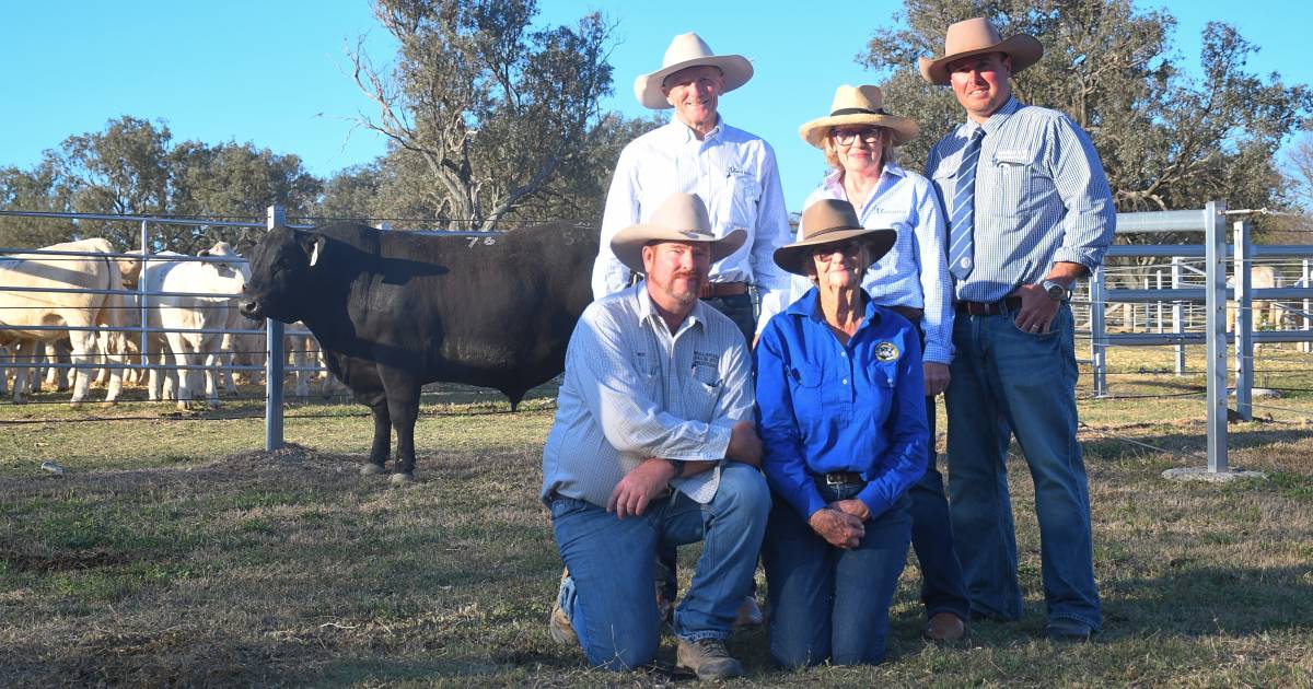 Ascot's top Angus bull heads to Wandoan