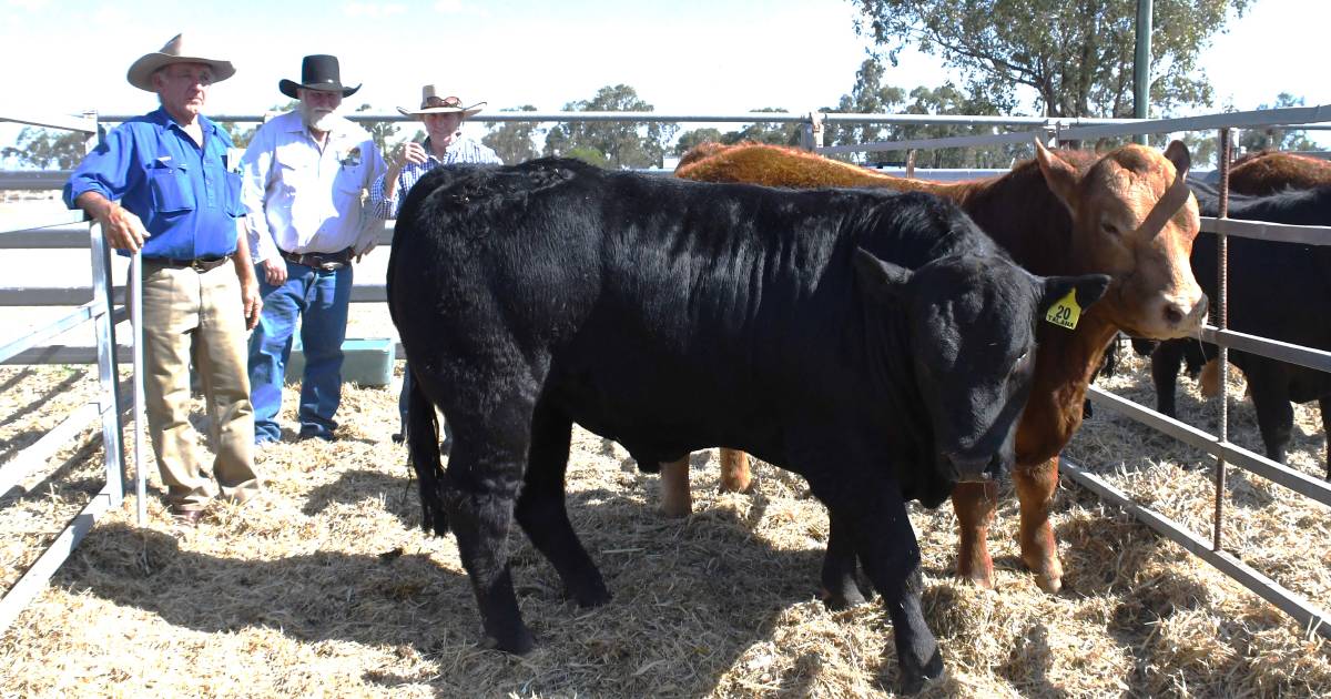 Talana Limousin sale supported by repeat clients | Queensland Country Life