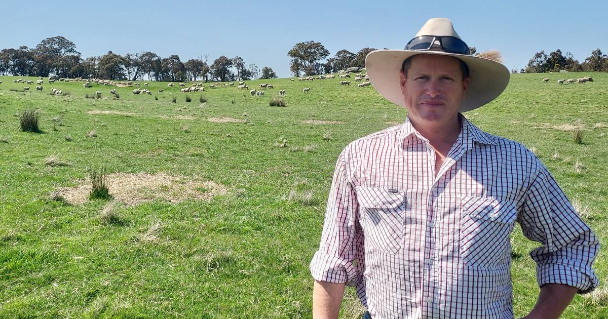 Exploring a smarter prime lamb trading option