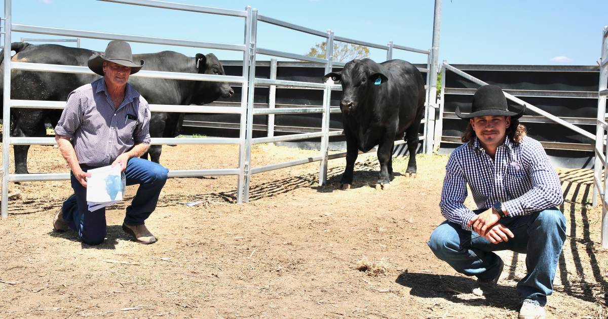 Lunar Brangus Ultrablack sale starts with a bang | Queensland Country Life