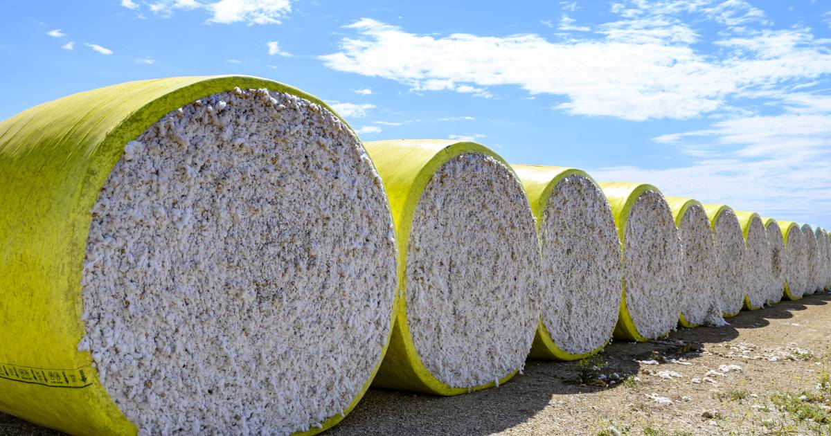 Summer crop to be smallest in three years, but cotton a ‘bright spot’ | Queensland Country Life