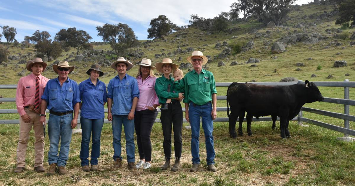 Yearling bull tops Bongongo Angus bull sale | The Land