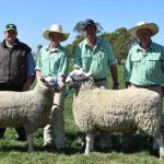 Cardona Jamar Santa Gertrudis Sale well supported by bulk buyers | Queensland Country Life