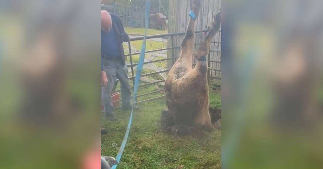 Holy cow! Bovine winched from narrow sinkhole