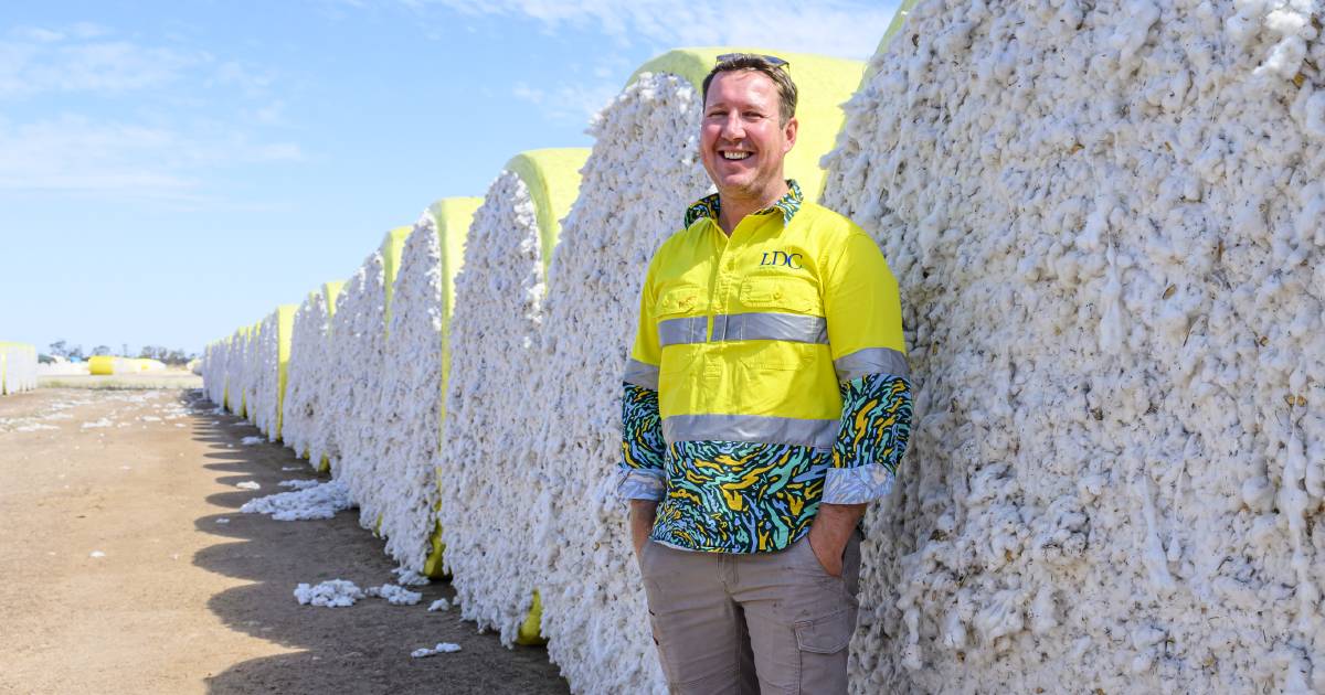 Mixed schedule for new season cotton plantings across the state