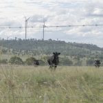 Belmont Research Station recovering after blaze wipes out pastures, yards, fences