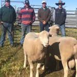 Maternal traits and eating quality key for buyers at New Armatree