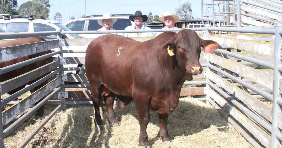 NSW studs dominate Big S Santa Gertrudis sale