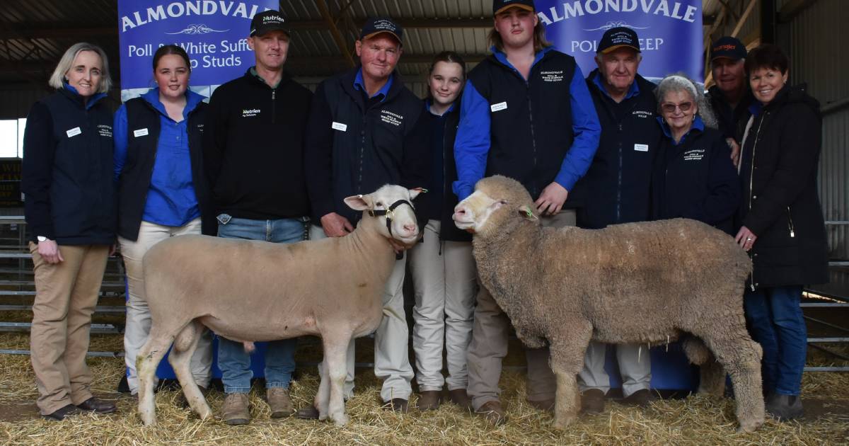 Almondvale 20th White Suffolk sale sells to good demand