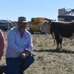 Good selection of slaughter bullocks on offer at Charters Towers