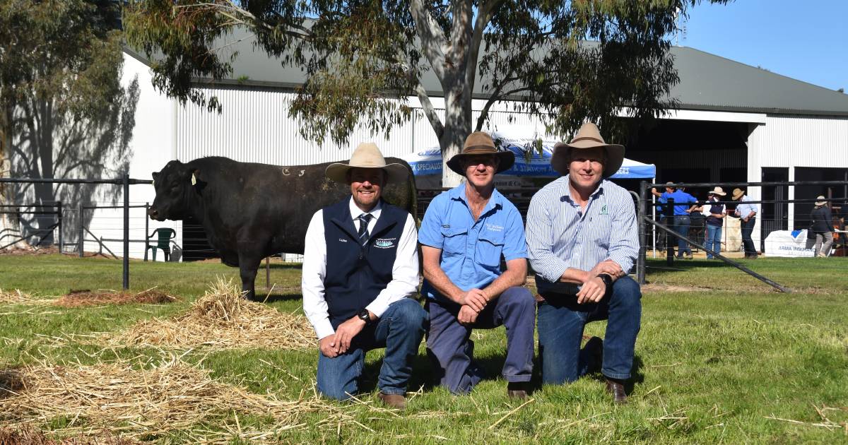 Repeat buyers secure top bull at Kenny's Creek Angus