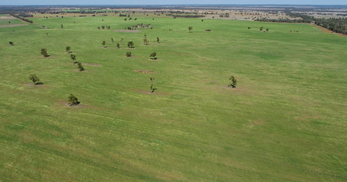 Quality buffel grass, improved pastures and 1000ha of cultivation