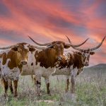 Heartland top price bull bound for Gayndah