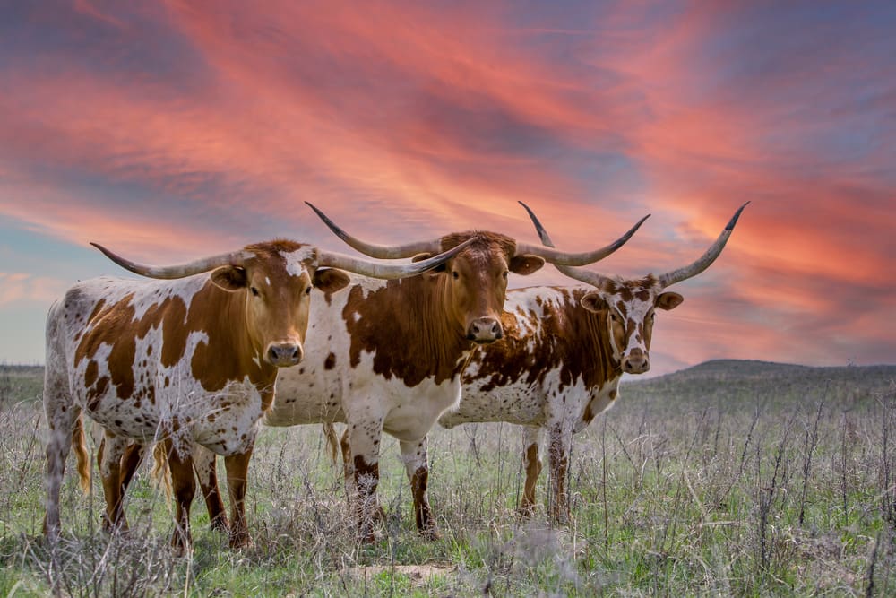 Beef Central 2024 study tour: networking and learning in Texas