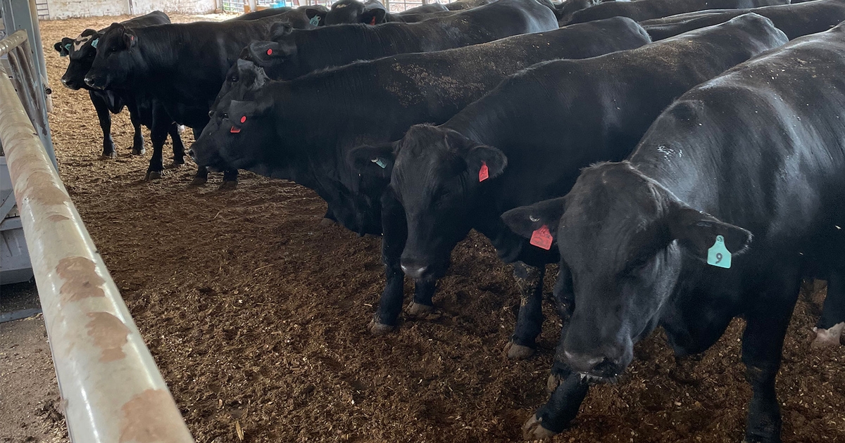 Beef-on-dairy continues growing