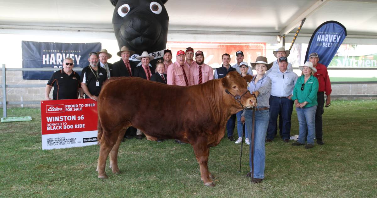 Perth Royal Show Black Dog Ride Charity Steer breaks record | Farm Weekly