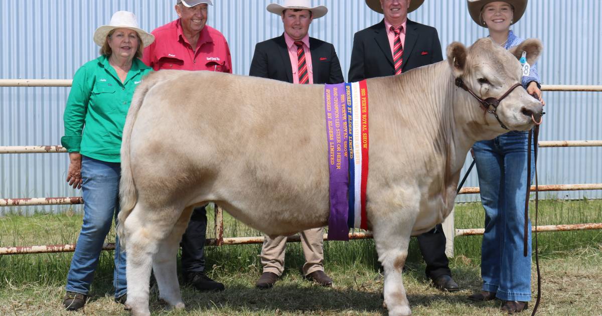 Perth Royal Show led steer Grand Champion a first time winner | Farm Weekly