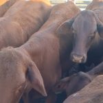 Faces in the yards awaiting the action on day two of Brahman Week