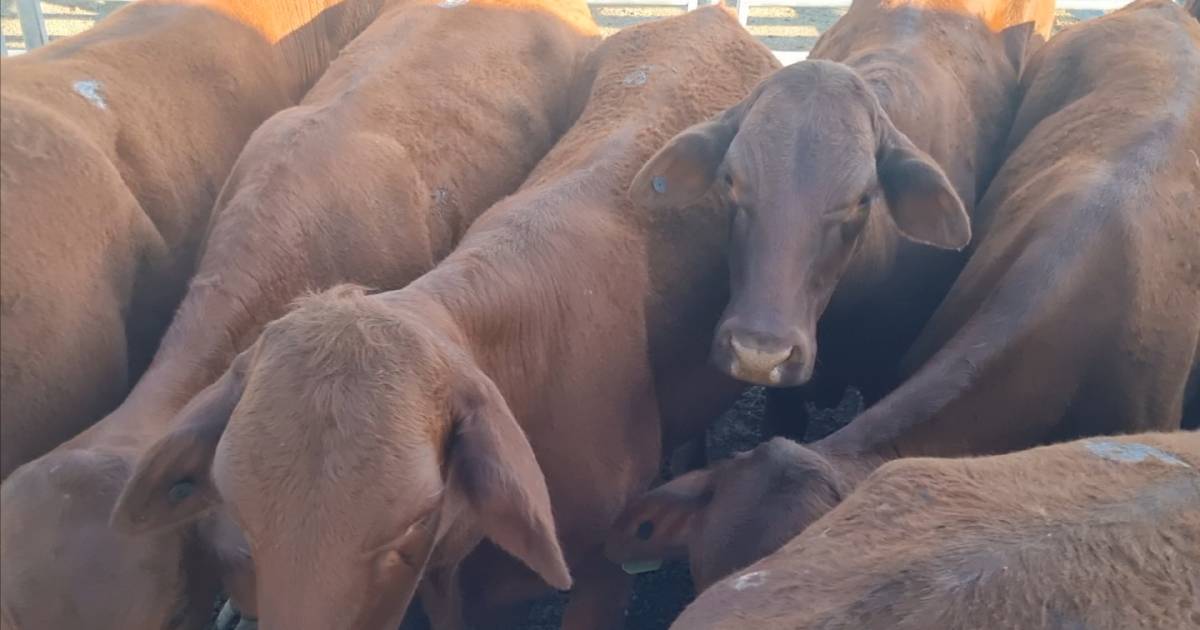 Brahman-cross steers hit $1160 at Beaudesert